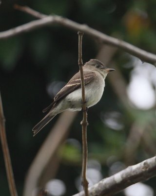 Eastern Pewee