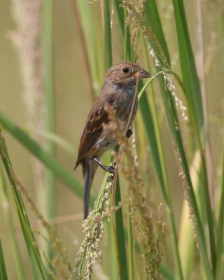 Indigo Bunting