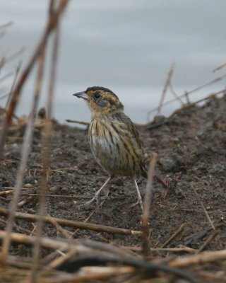 Salt-marsh Sparrow