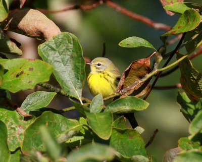 Prairie Warbler