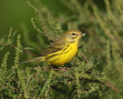 Prairie Warbler