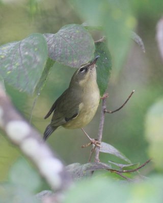 Black-throated Blue Warbler