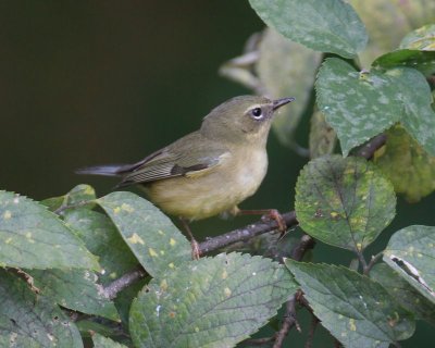 Black-throated Blue Warbler