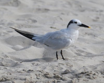 Sandwich Tern