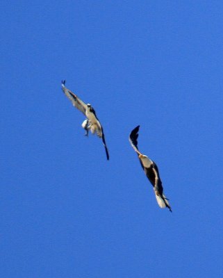 IMG_9453.JPG