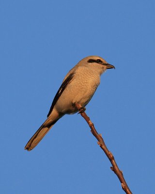 IMG_5785.JPG