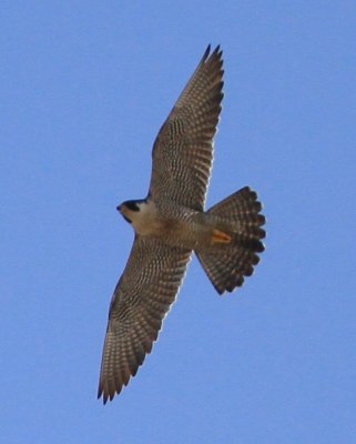 IMG_5967.JPG