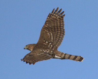 IMG_6912.JPG