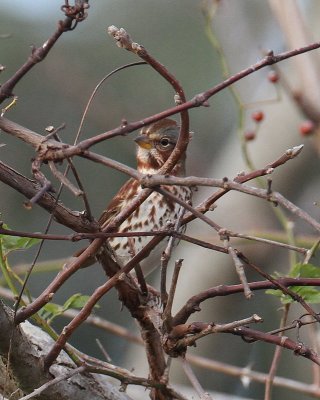 IMG_7966.JPG