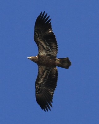 IMG_8115.JPG