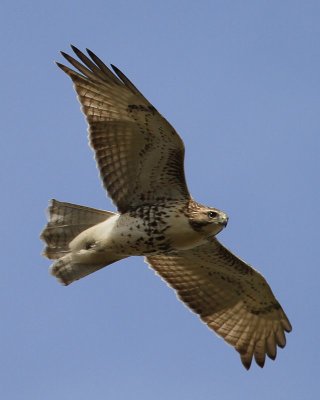 IMG_8162.JPG