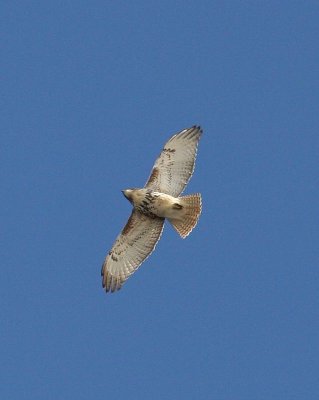 IMG_8543.JPG