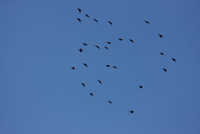 IMG_8801.JPG