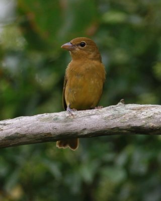 Summer Tanager