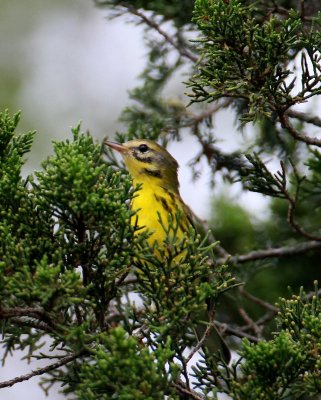 Prairie Warbler