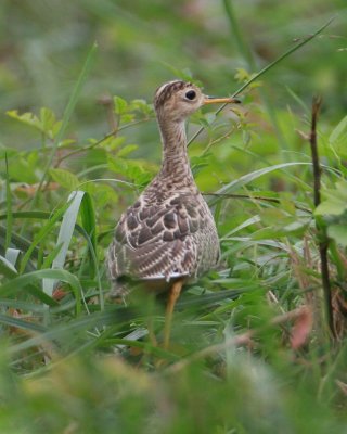 Upland Sandpiper