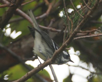 Black Throated Grey Warbler