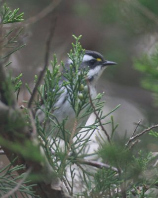 Black-throated Grey Warbler