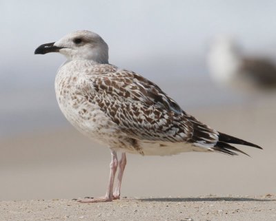 Grat Black-backed Gull