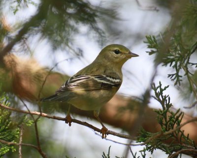 Blackpoll Warbler