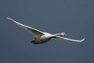 Mute Swan