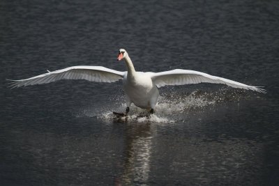 Mute Swan