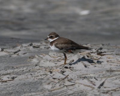 Semi-palmated Plover