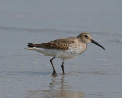 Dunlin