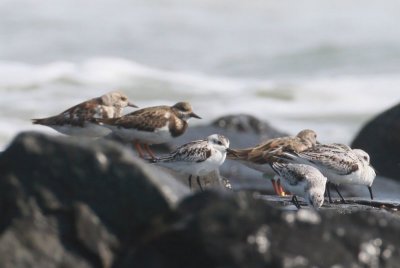 Sanderlings, Turnstones