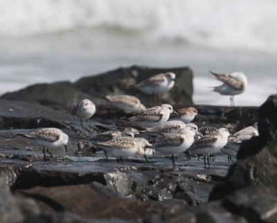 Sanderlings