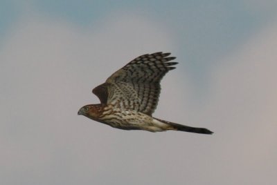 Cooper's Hawk