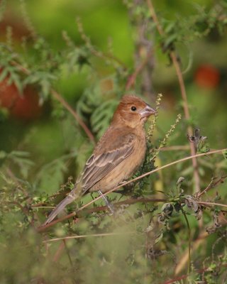 Blue Grosbeak