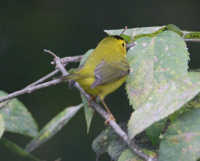 Wilsons Warbler