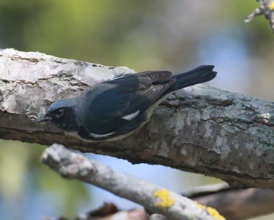 Balck-throated Blue Warbler