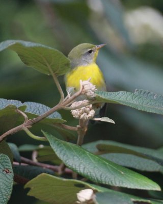 Northern Parula