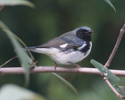 Black-throated Blue Warbler