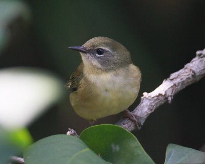 Black-throated Blue Warbler