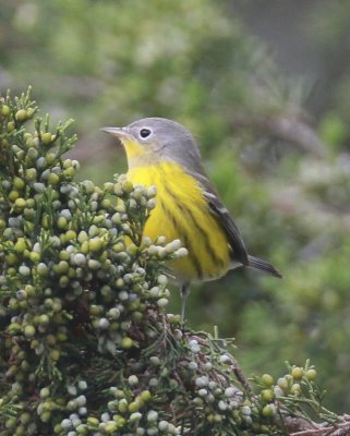 Magnolia Warbler