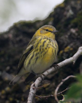 Cape May Warbler