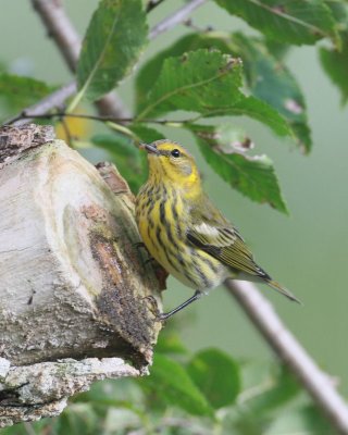 Cape May  Warbler