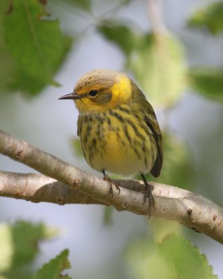 Cape May  Warbler