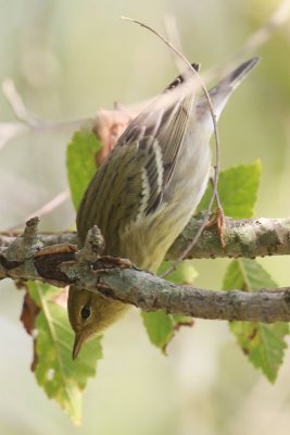 Blackpoll Warbler