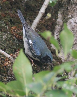 Black-throated Blue Warbler