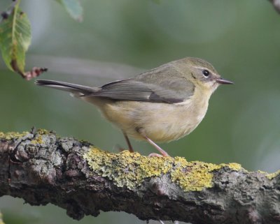 Black-throated Blue Warbler