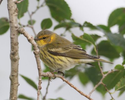 Cape May Warbler