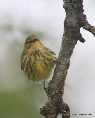 Cape May Warbler