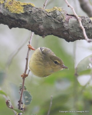 Blackpoll Warbler