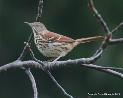 Brown Thrasher