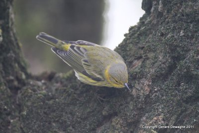 Cape May Warbler