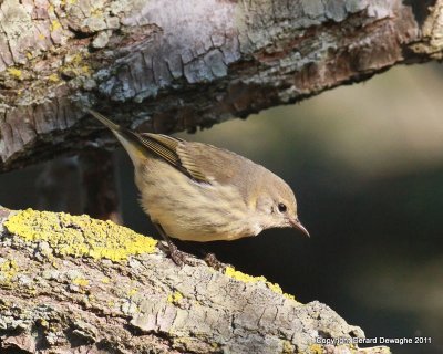 Cape May Warbler